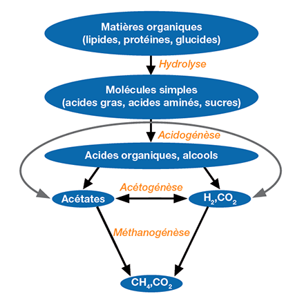 Processus de biodégradation de la matière organique fermentescible