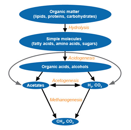 Biodegradation process of decomposable organic matter